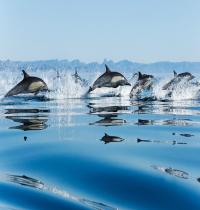 Zamob Dolphins in Sea