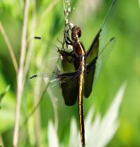 Zamob dragonfly