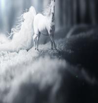 Zamob Dream Snow Horse