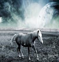 Zamob Dreamy Horse World