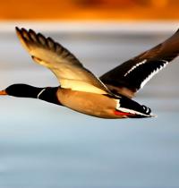 Zamob duck flight 4