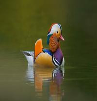 Zamob Duck Mandarin