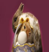 Zamob Easter Rabbits