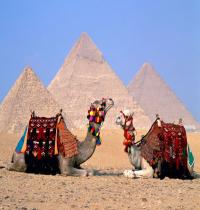 Zamob Egypt Cairo Camels