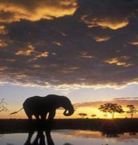 Zamob Elephant at Sunset