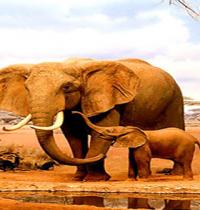 Zamob elephant family