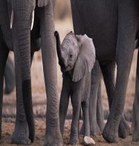 Zamob Elephant Family 01