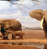 Zamob Elephants in desert