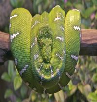 Zamob Emerald Tree Boa Snake