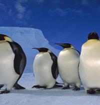 Zamob Emperor Penguins