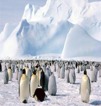 Zamob Emperor Penguins Antarctica
