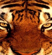 Zamob eye tiger