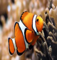 Zamob False Percula Coral Reef Fish
