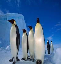 Zamob Fantastic Emperor Penguins