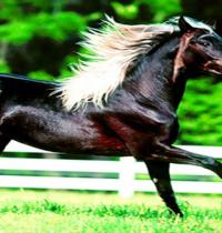 Zamob fast horse