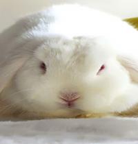 Zamob fat white rabbit