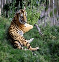 Zamob Female Tiger Amurshaya