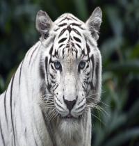 Zamob Female While Tiger