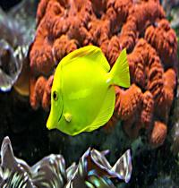 Zamob Fish Corals