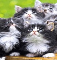 Zamob Five Cute Cats