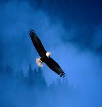 Zamob Flight of Freedom Bald Eagle