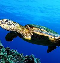 Zamob Floating Turtle