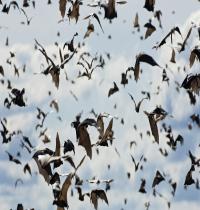 Zamob flying bats
