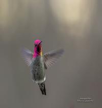 Zamob Flying Hummingbird
