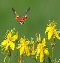Zamob Flying Ladybug And Yellow Flowers