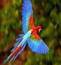 Zamob Flying Parrot