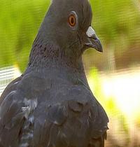 Zamob Focus Pigeon