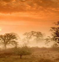 Zamob Foggy Meadow Sunrise Corva