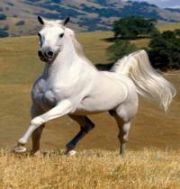 Zamob Freedom Of The White Horse