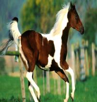 Zamob Free Horse Baby