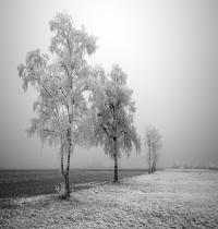 Zamob Frozen Trees