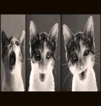 Zamob Funny Cat Emotion