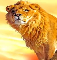 Zamob gentle lion