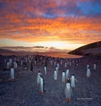 Zamob Gentoo Penguin Colony