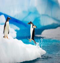 Zamob Gentoo Penguins Antarctica