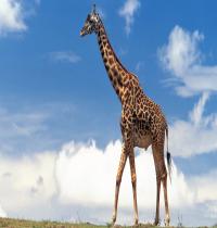 Zamob Giraffe 01