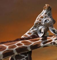 Zamob Giraffe Couple