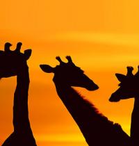 Zamob giraffe shadow