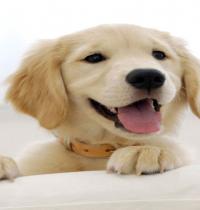 Zamob Golden Retriever Puppy