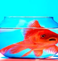 Zamob goldfish in bell glass