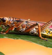 Zamob Grasshopper