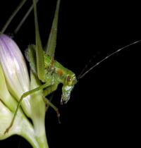 Zamob Grasshopper 05