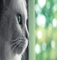 Zamob Gray Cat Profile
