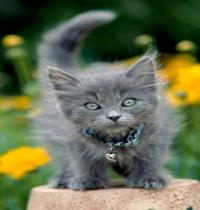 Zamob gray kitten with collars