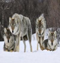 Zamob Gray Wolves Norway