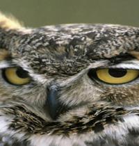 Zamob great horned owl